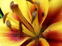 Yellow and Red Flower
